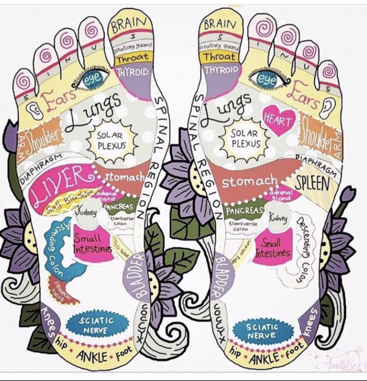 Reflexology feet map